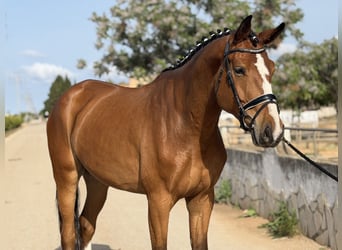 Oldenburger, Wallach, 5 Jahre, 178 cm, Brauner