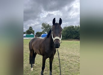 Oldenburger, Wallach, 5 Jahre, 178 cm, Dunkelbrauner