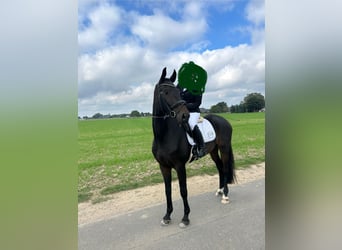 Oldenburger, Wallach, 5 Jahre, 178 cm, Dunkelbrauner