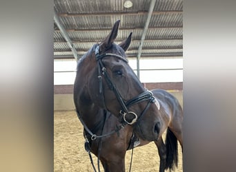 Oldenburger, Wallach, 5 Jahre, 178 cm, Dunkelbrauner