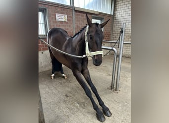 Oldenburger, Wallach, 5 Jahre, 178 cm, Dunkelbrauner