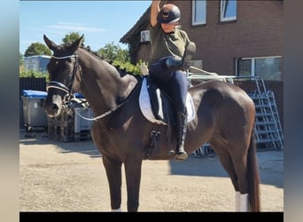 Oldenburger, Wallach, 5 Jahre, 178 cm, Rappe