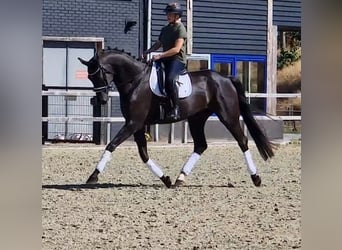 Oldenburger, Wallach, 5 Jahre, 178 cm, Rappe