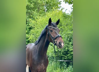 Oldenburger, Wallach, 5 Jahre, 180 cm, Dunkelbrauner