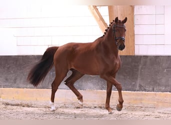 Oldenburger, Wallach, 5 Jahre, 180 cm, Dunkelfuchs