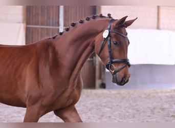 Oldenburger, Wallach, 5 Jahre, 180 cm, Dunkelfuchs