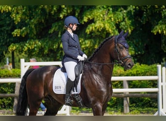 Oldenburger, Wallach, 5 Jahre, 180 cm, Schwarzbrauner