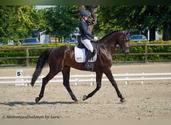 Oldenburger, Wallach, 5 Jahre, 180 cm, Schwarzbrauner