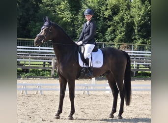 Oldenburger, Wallach, 5 Jahre, 180 cm, Schwarzbrauner