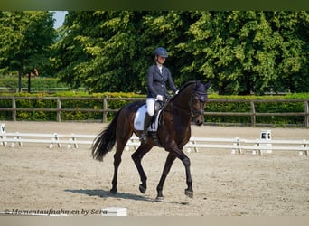 Oldenburger, Wallach, 5 Jahre, 180 cm, Schwarzbrauner