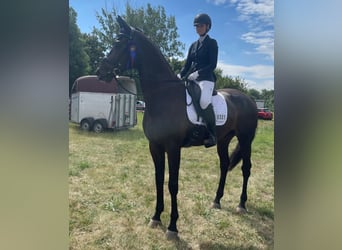 Oldenburger, Wallach, 5 Jahre, 180 cm, Schwarzbrauner