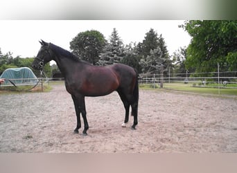 Oldenburger, Wallach, 5 Jahre, 180 cm, Schwarzbrauner