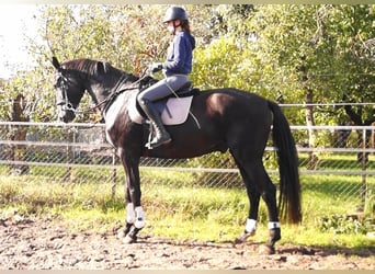 Oldenburger, Wallach, 5 Jahre, 180 cm, Schwarzbrauner