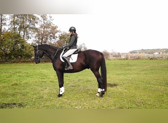 Oldenburger, Wallach, 5 Jahre, 180 cm, Schwarzbrauner