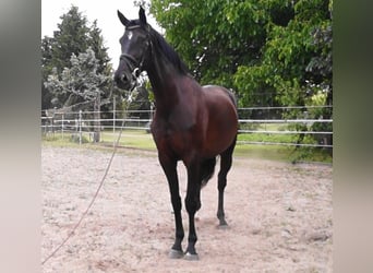 Oldenburger, Wallach, 5 Jahre, 180 cm, Schwarzbrauner