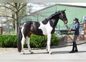 Oldenburger, Wallach, 5 Jahre, 181 cm, Schecke