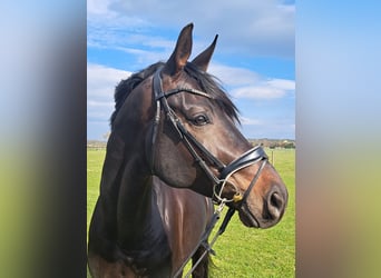 Oldenburger, Wallach, 5 Jahre, 181 cm, Schwarzbrauner