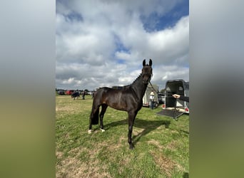 Oldenburger, Wallach, 5 Jahre, 185 cm, Dunkelbrauner