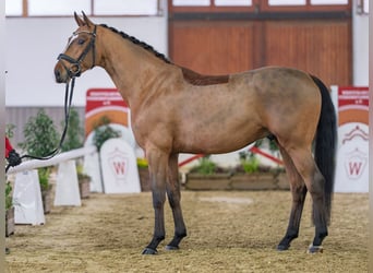 Oldenburger, Wallach, 5 Jahre, Brauner