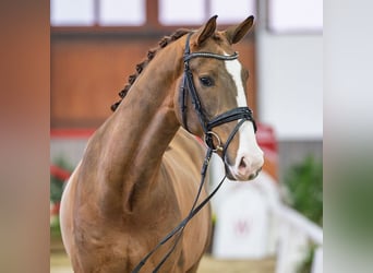 Oldenburger, Wallach, 5 Jahre, Dunkelfuchs