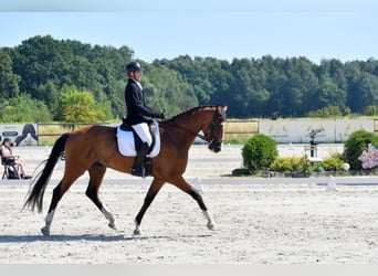 Oldenburger, Wallach, 5 Jahre, Rotbrauner