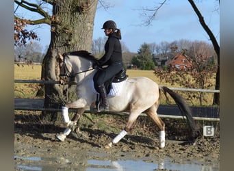 Oldenburger, Wallach, 6 Jahre, 147 cm, Buckskin