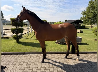 Oldenburger, Wallach, 6 Jahre, 160 cm, Brauner