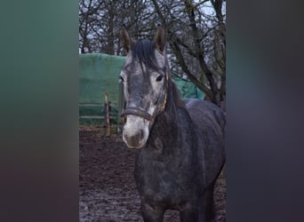 Oldenburger, Wallach, 6 Jahre, 160 cm, Schimmel