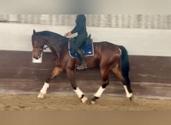 Oldenburger, Wallach, 6 Jahre, 162 cm, Brauner