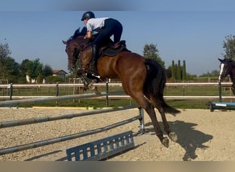 Oldenburger, Wallach, 6 Jahre, 162 cm, Brauner