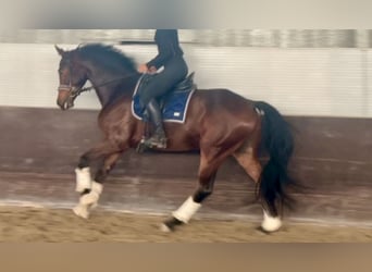 Oldenburger, Wallach, 6 Jahre, 162 cm, Brauner