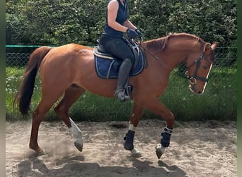 Oldenburger, Wallach, 6 Jahre, 163 cm, Fuchs