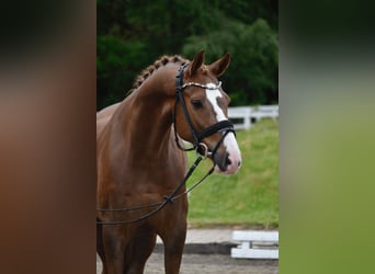Oldenburger, Wallach, 6 Jahre, 164 cm, Dunkelfuchs