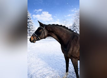 Oldenburger, Wallach, 6 Jahre, 164 cm, Schwarzbrauner