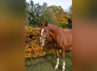 Oldenburger, Wallach, 6 Jahre, 165 cm, Fuchs