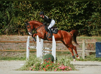 Oldenburger, Wallach, 6 Jahre, 165 cm, Fuchs