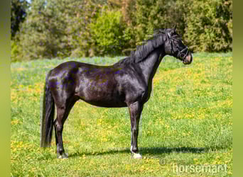 Oldenburger, Wallach, 6 Jahre, 165 cm, Rappe
