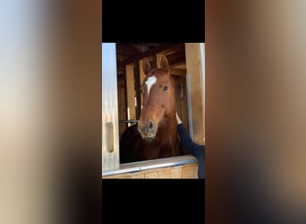 Oldenburger, Wallach, 6 Jahre, 166 cm, Fuchs