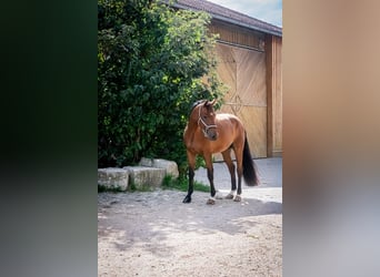 Oldenburger, Wallach, 6 Jahre, 167 cm, Brauner