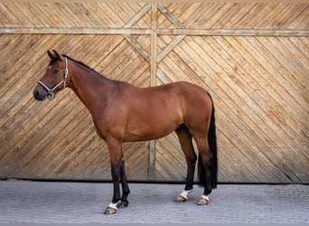 Oldenburger, Wallach, 6 Jahre, 167 cm, Brauner