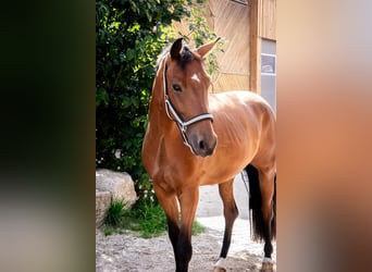 Oldenburger, Wallach, 6 Jahre, 167 cm, Brauner