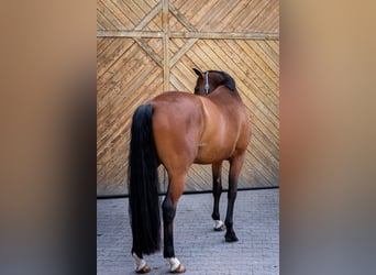 Oldenburger, Wallach, 6 Jahre, 167 cm, Brauner