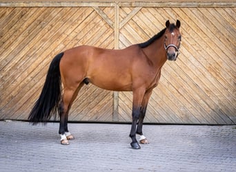 Oldenburger, Wallach, 6 Jahre, 167 cm, Brauner