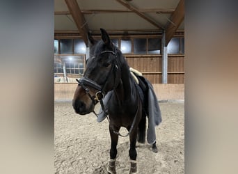 Oldenburger, Wallach, 6 Jahre, 167 cm, Dunkelbrauner