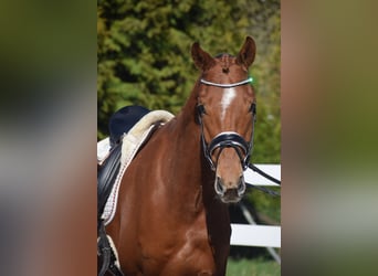 Oldenburger, Wallach, 6 Jahre, 167 cm, Fuchs