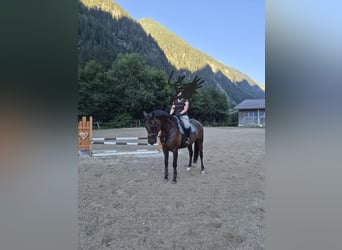 Oldenburger, Wallach, 6 Jahre, 168 cm, Brauner