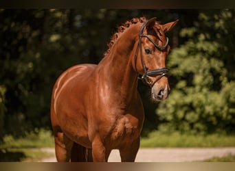 Oldenburger, Wallach, 6 Jahre, 168 cm, Fuchs