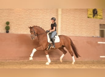 Oldenburger, Wallach, 6 Jahre, 168 cm, Fuchs