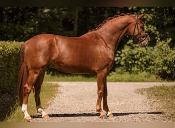 Oldenburger, Wallach, 6 Jahre, 168 cm, Fuchs
