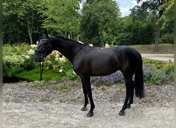 Oldenburger, Wallach, 6 Jahre, 168 cm, Rappe